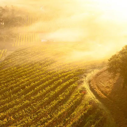 Aerial view of Napa Valley vineyards