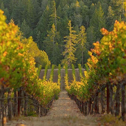 Vineyards in Mendocino County