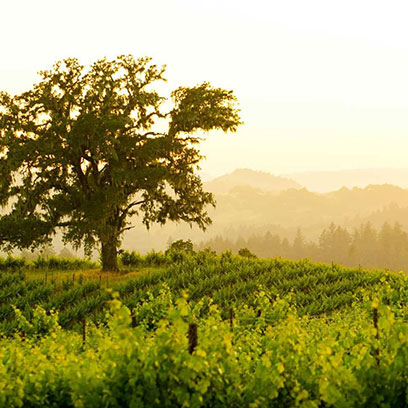 Vineyards in Sonoma County